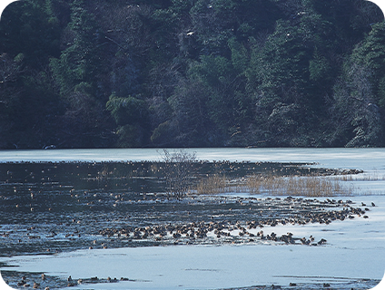 片野鴨池水郷公園